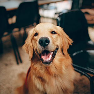 Labrador Retriever