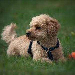 Poodle