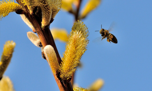 Bumblebee-flying
