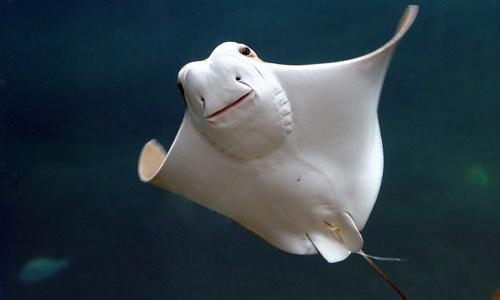 Cownose-Ray