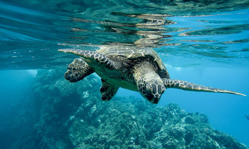 Sea Turtle