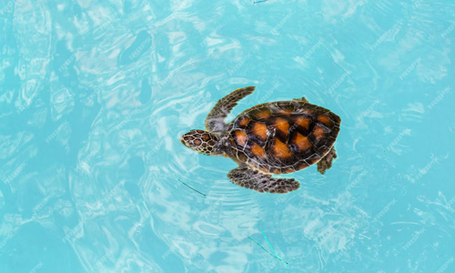 Turtle swimming