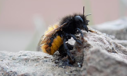 Do-Bumblebees-Sleep