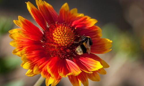 Bumblebees-in-flowers