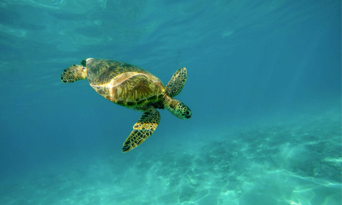 Green turtle