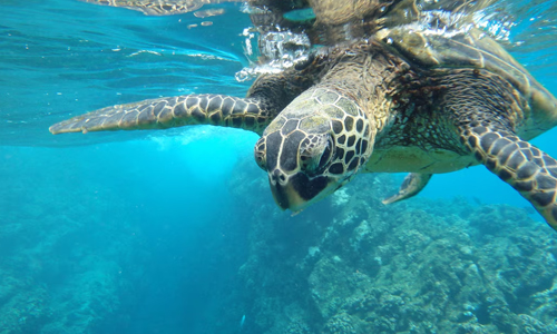 sea turtles underwater