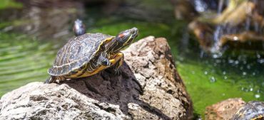 20 Amazing Facts about Sea Turtles