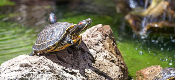 20 Amazing Facts about Sea Turtles