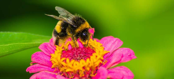 Fun Facts about the Bumblebee