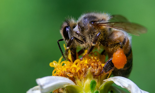 Facts-to-Know-About-Bumblebee