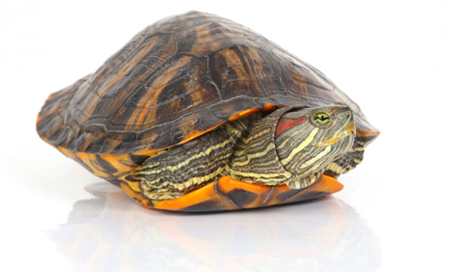 Turtle shell