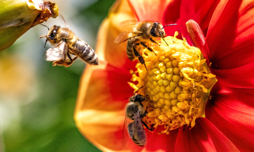 Bumblebee-pollination