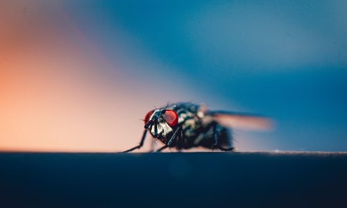 Weird-law-about-killing-a-housefly