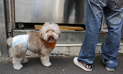 Dog-in-Diapers