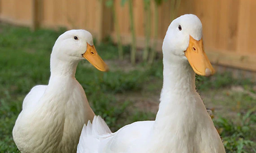Goose-Law