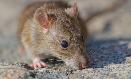 Illegal-to-catch-mice