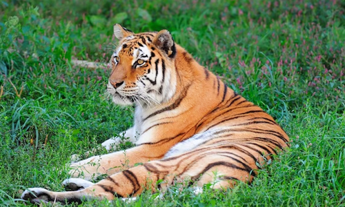 Lost-Tiger-Protocol