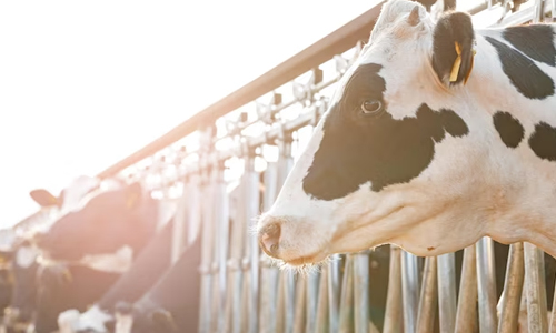 No-Cow-Policy