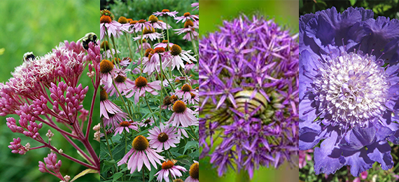 X Nectar-Rich Flowers and Shrubs Best for Butterflies