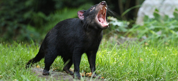Tasmanian Devils Are Endangered: Must-Know Facts