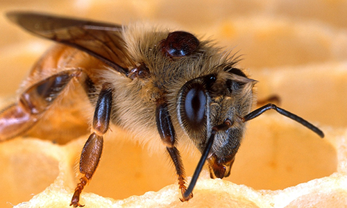 What Makes Bees an Insect