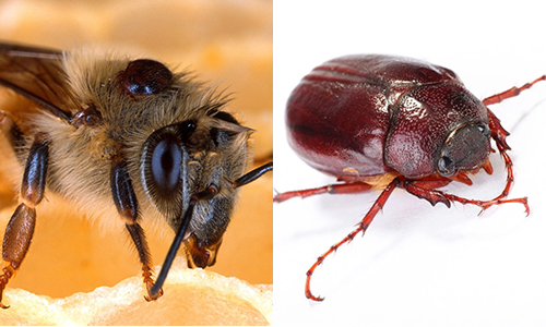 Difference between Bugs and Insects
