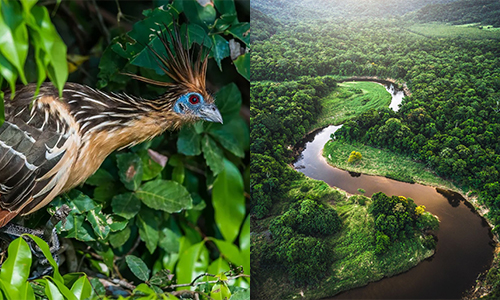 Amazon Rainforest