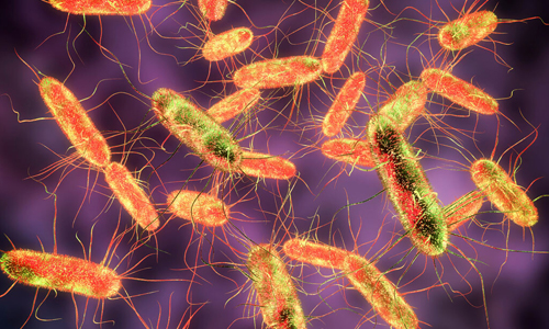 Bacteria that Typhoid Mary Carried