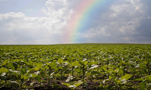There's a Rainbow You Can Only See at Night