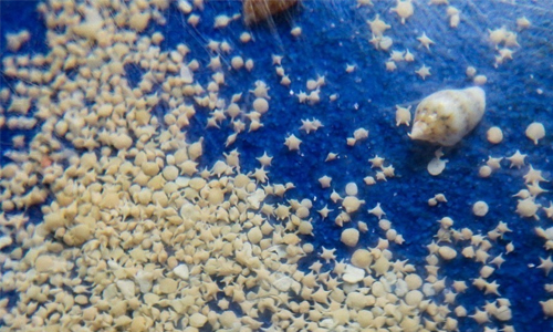 Natural Star Sand Formations
