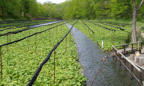 Wasabi