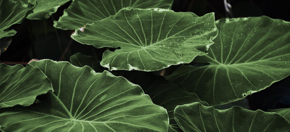 Nature-Makes-Excellent-Toilet-Paper