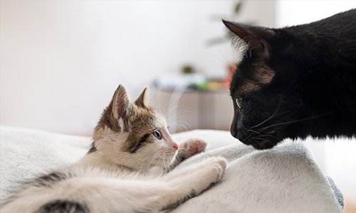 A-Cat-Communicates-with-each-other