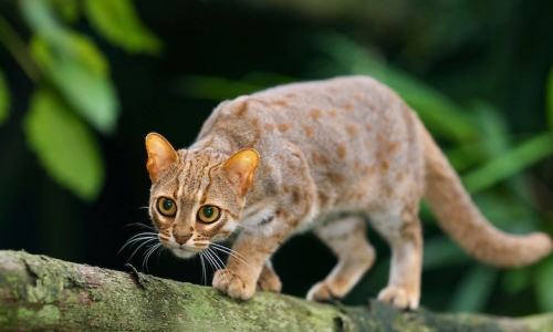 Smallest-Cat-Breed