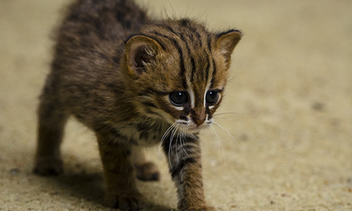 Features-of-the-Smallest-Cat-Breed