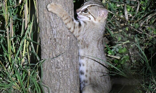 Behavior-of-the-Smallest-Cat-Breed