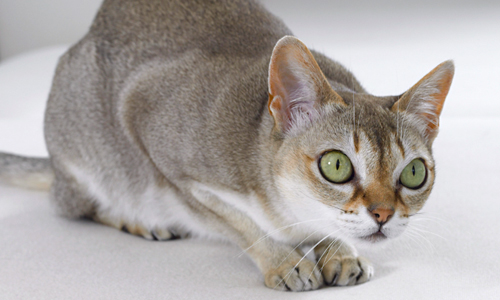 Smallest-Cat-Breed---Singapura