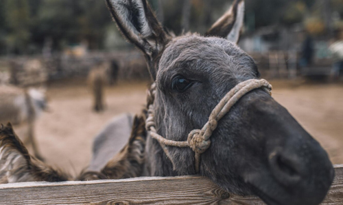 A-Donkey-in-Arizona