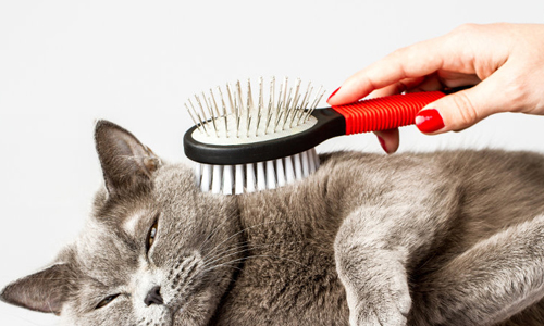 Care-for-the-Smallest-Cat-Breed