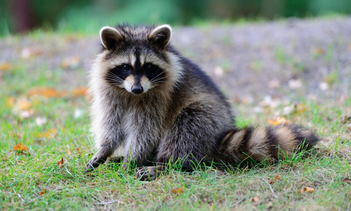 Hunting-Raccoons