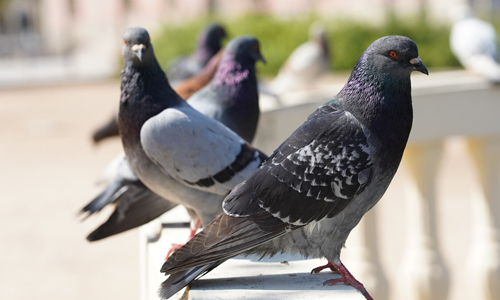 Pigeons