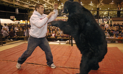 Wrestling-a-Bear