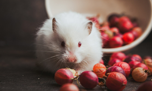 Pet-Rat