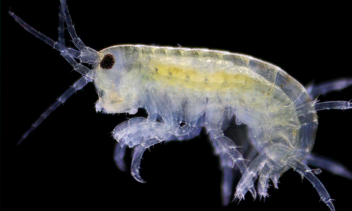 Amphipods
