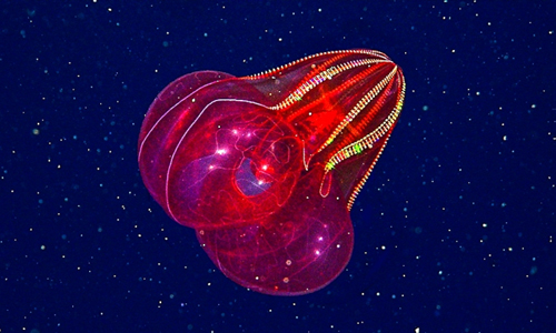 Bloody-belly comb jelly