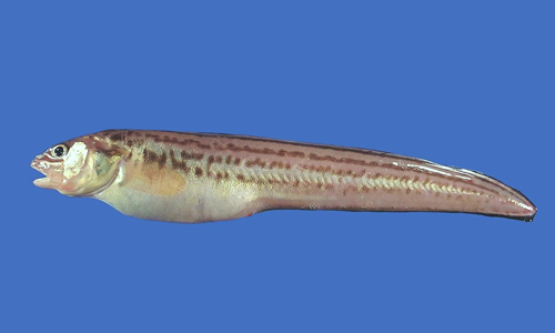 Cusk Eel