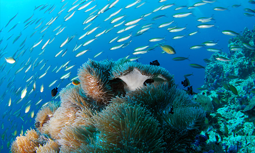 Deep-Sea Fish