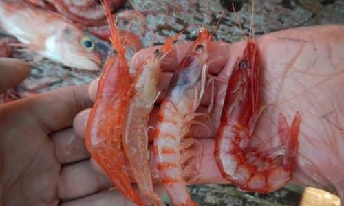 Deep-Sea Shrimp