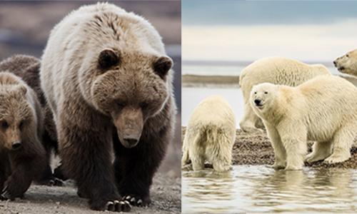 Polar Bear and Grizzly Bear Hybridization