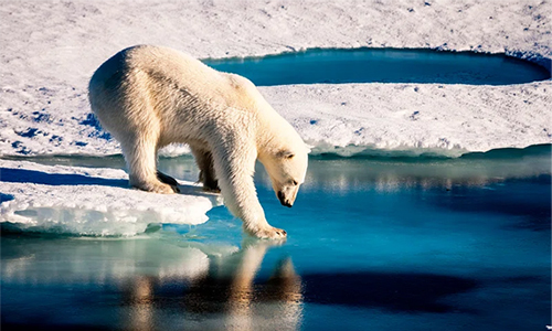 Polar Bear vs Grizzly Bear Behavior